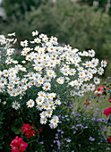 Argyranthemum frutescens 'Vera' (Margerite)