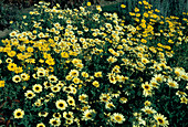 Chrysanthemum Segetum 'Prado'