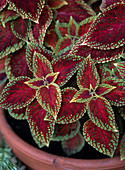 Coleus blumei Hybride