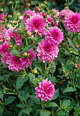 Dahlia 'Meiro'