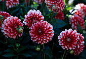 Dahlia 'Phantasia'