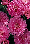 Dendranthema indicum, autumn chrysanthemum