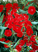 Dianthus chinensis 'Pluto Red'