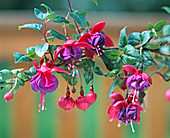 Fuchsia hybrid