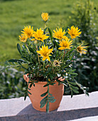 Gazania 'Ministar'