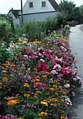 Godetia Grandiflora, Atlas