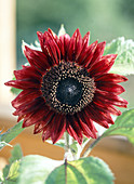 Helianthus-Hybrid