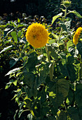 Helianthus annuus