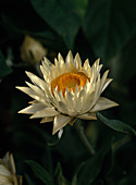 Helichrysum bellidioides