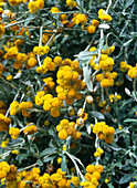 Helichrysum ramosissimum