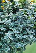 Helichrysum petiolare 'Rondello'