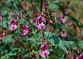 Impatiens glandulifera