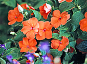 Impatiens walleriana