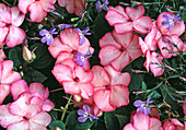 Impatiens walleriana 'Accent Coral Pink'