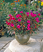 Impatiens New Guinea hybrid