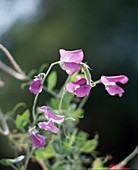 Lathyrus odoratus