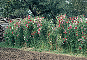 Lathyrus odoratus