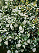 Lamium maculatum 'White Nancy'