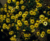 Mesembryanthemum Oculatum