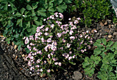 Myosotis hybrid