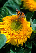 Helianthus annuus / Sonnenblume mit Schmetterling