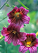 Salpiglossis (Trumpet Tongue)