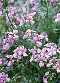 Nemesia fruticans 'Joan Wilder'