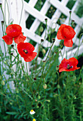 Papaver rhoeas (corn poppy)