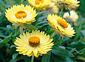 Helichrysum Sundaze 'Lemon' (Strawflower)