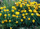Helichrysum Sundaze 'Gold' / Strohblumen