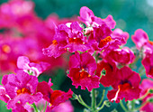 Nemesia 'Blackberry' (Elfenspiegel)