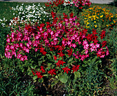 Nicotiana 'Nicki Red'