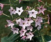 Nicotiana