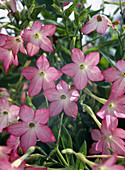 Nicotiana x sanderae 'Pink Gnome'