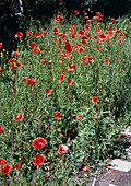 Papaver rhoeas