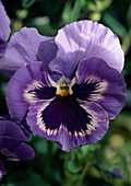 Viola x wittrockiana