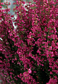 Erica gracilis