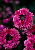 Verbena Tenera 'Cleopatra'