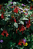 Fuchsia triphylla