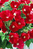 Petunia 'Milliflora'