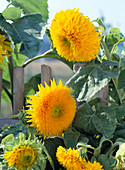 Helianthus annuus 'Santa Fe' (Sunflower)