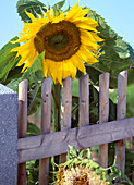 Helianthus annuus 'Sunbright Supreme' (Sunflower)