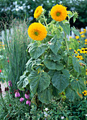 Helianthus annuus 'Santa Fe' (Sunflower)