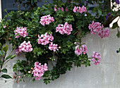 Pelargonium peltatum Hybrid 'Salmon Queen'