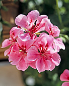 Pelargonium