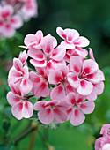 Pelargonium Zonal hybrids