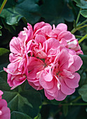 Pelargonium peltatum-Hybriden