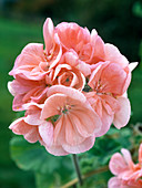 Pelargonium Zonal-Hybriden