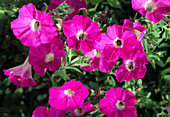 Petunia 'Mini Pink'