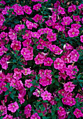 Petunia Grandiflora F1 Hybride 'Rosa Wave'